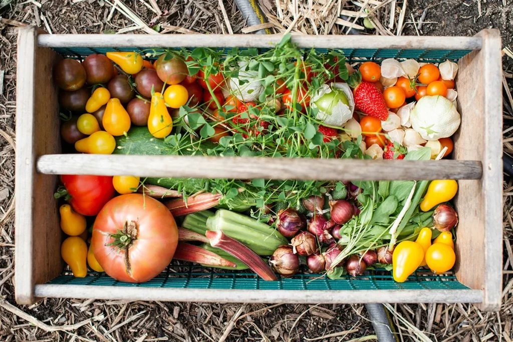 Makkelijke groenten zoals sla, radijs en bonen in een moestuin voor beginners