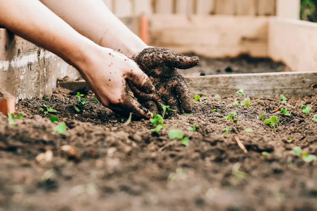 Voorbereiden van de grond en moestuinbakken om te starten met een moestuin