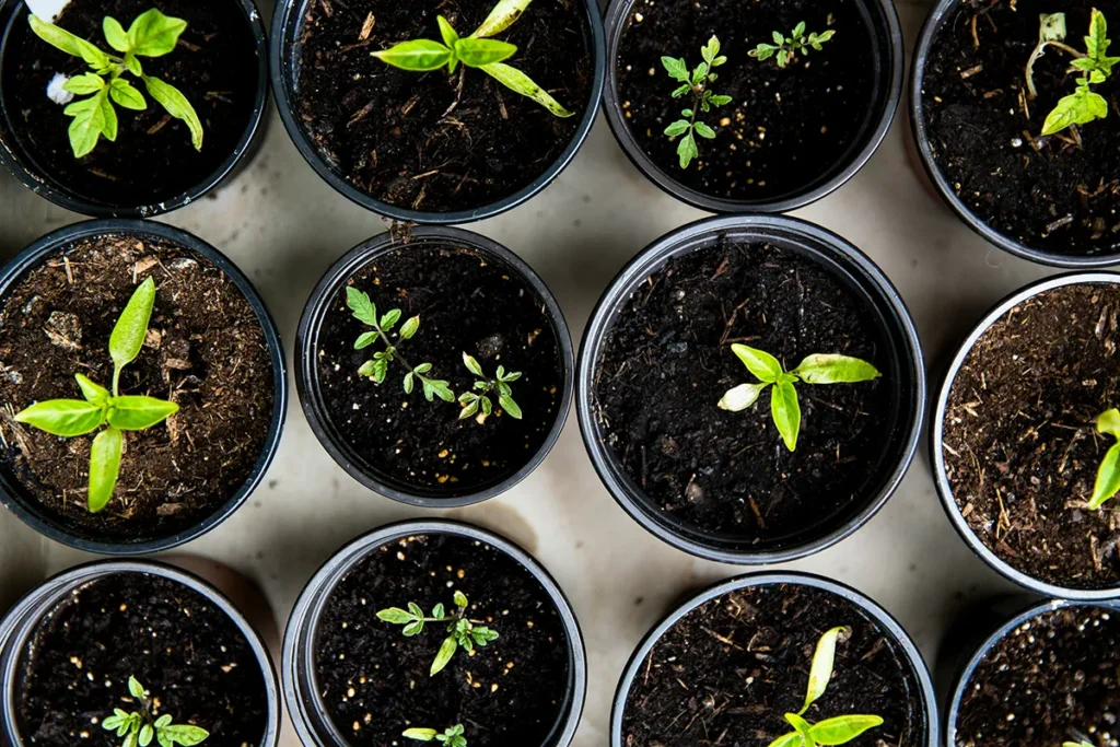 Jonge plantjes in potten als start van een moestuin voor beginners