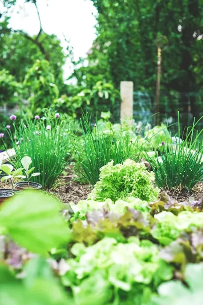 Moestuin voor beginners met verse groenten en kruiden in een kleine tuin