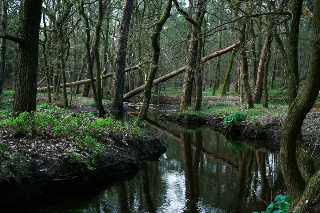 Donker oppervlaktewater in een Nederlands bos als voorbeeld van een alternatieve waterbron in een noodsituatie