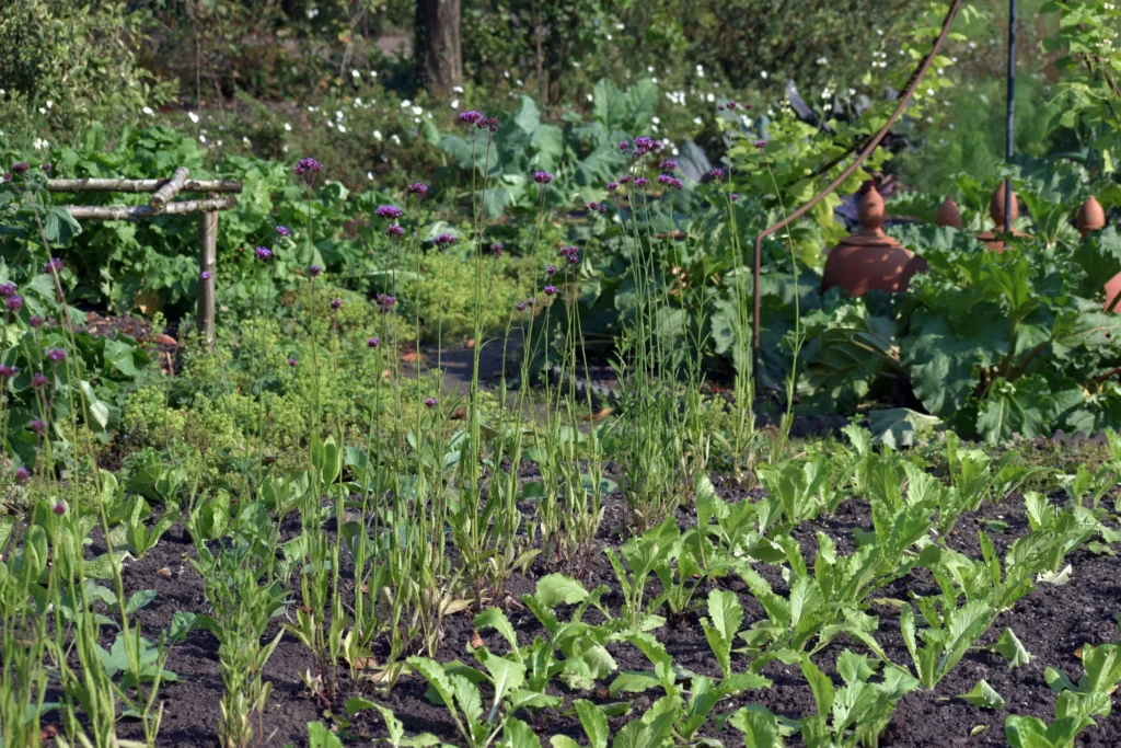 Moestuin als onderdeel van een off grid en zelfvoorzienend leven